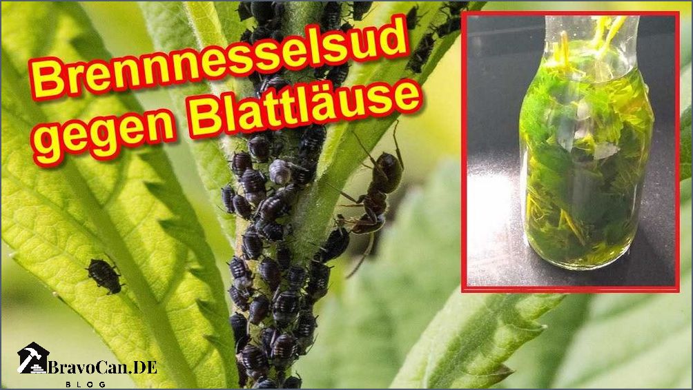 Läuse an Gurken Tipps zur Bekämpfung und Vorbeugung