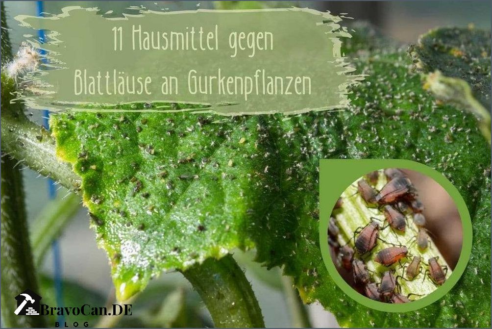 Läuse an Gurken Tipps zur Bekämpfung und Vorbeugung