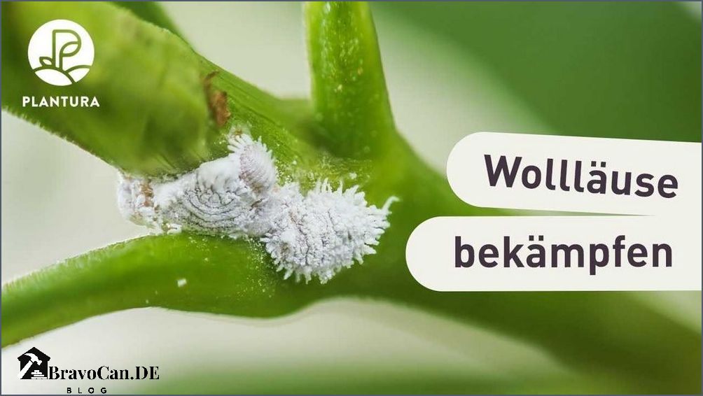 Läuse an Orchideen Wie man sie erkennt und bekämpft Läuse an Orchideen Wie man sie erkennt und bekämpft
