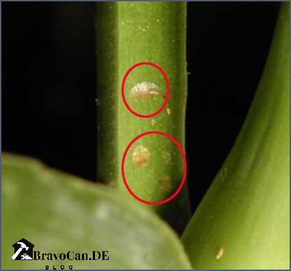 Läuse an Orchideen Wie man sie erkennt und bekämpft Läuse an Orchideen Wie man sie erkennt und bekämpft