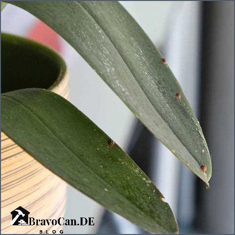 Läuse an Orchideen Wie man sie erkennt und bekämpft Läuse an Orchideen Wie man sie erkennt und bekämpft