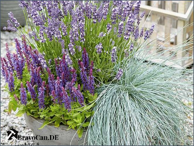 Lavendel-Beet Ideen Gestaltungstipps für Ihren Garten