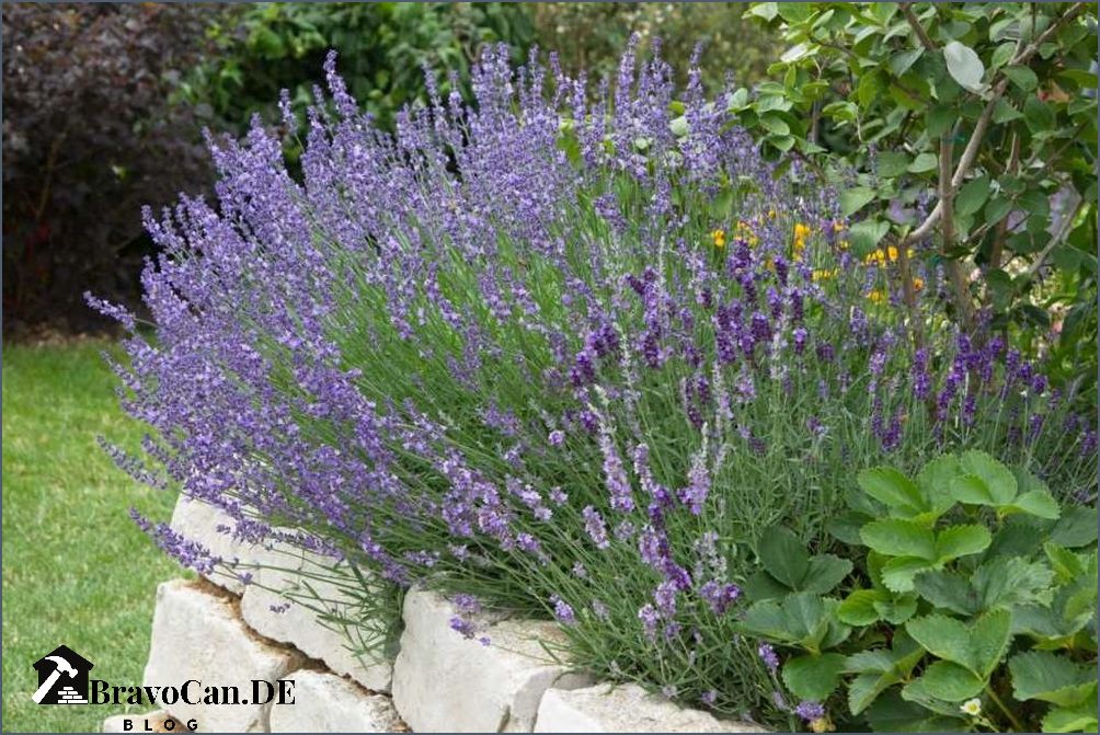 Lavendel im Kübel Tipps zur Pflege und Anwendung