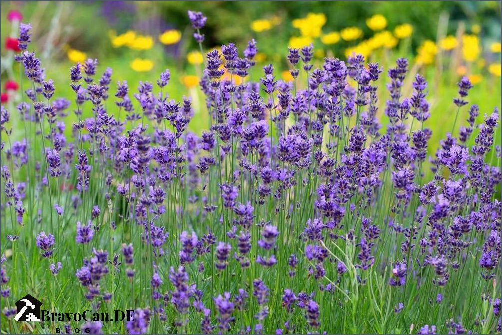 Lavendel im Kübel Tipps zur Pflege und Anwendung