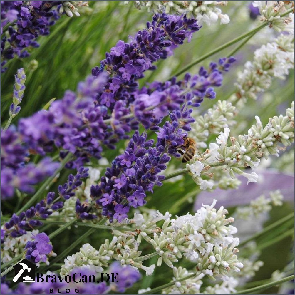 Lavendel im Kübel Tipps zur Pflege und Anwendung