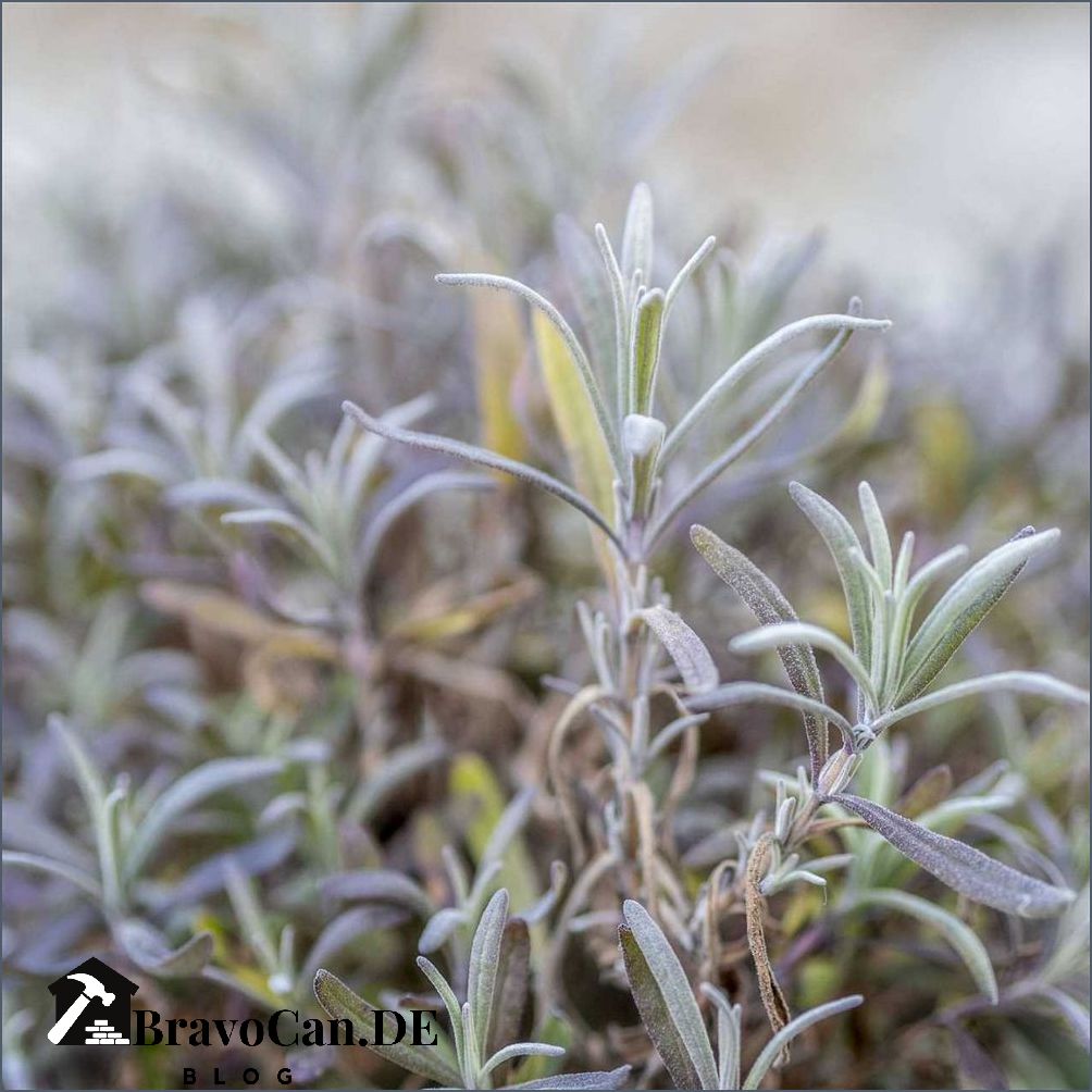 Lavendel im Topf überwintern Tipps und Tricks Lavendel im Topf überwintern Tipps und Tricks