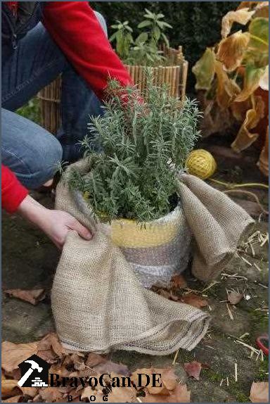 Lavendel im Topf überwintern Tipps und Tricks Lavendel im Topf überwintern Tipps und Tricks