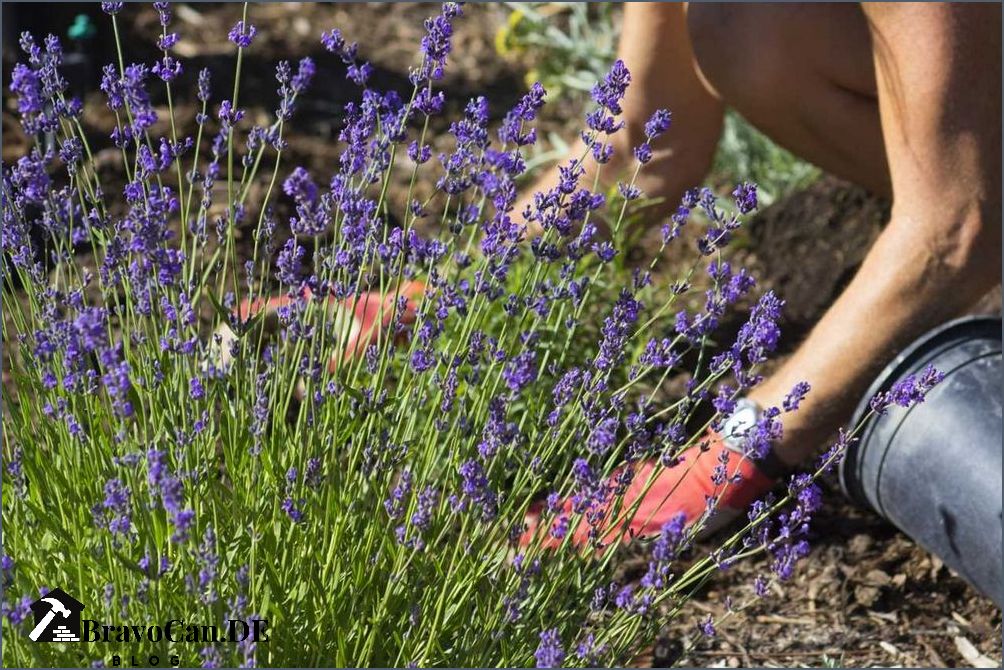 Lavendel pflanzen Der richtige Abstand für ein gesundes Wachstum