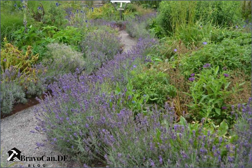 Lavendel pflanzen Der richtige Abstand für ein gesundes Wachstum