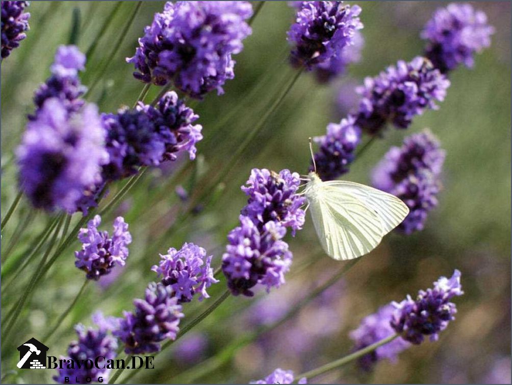 Lavendel pflanzen Der richtige Abstand für ein gesundes Wachstum