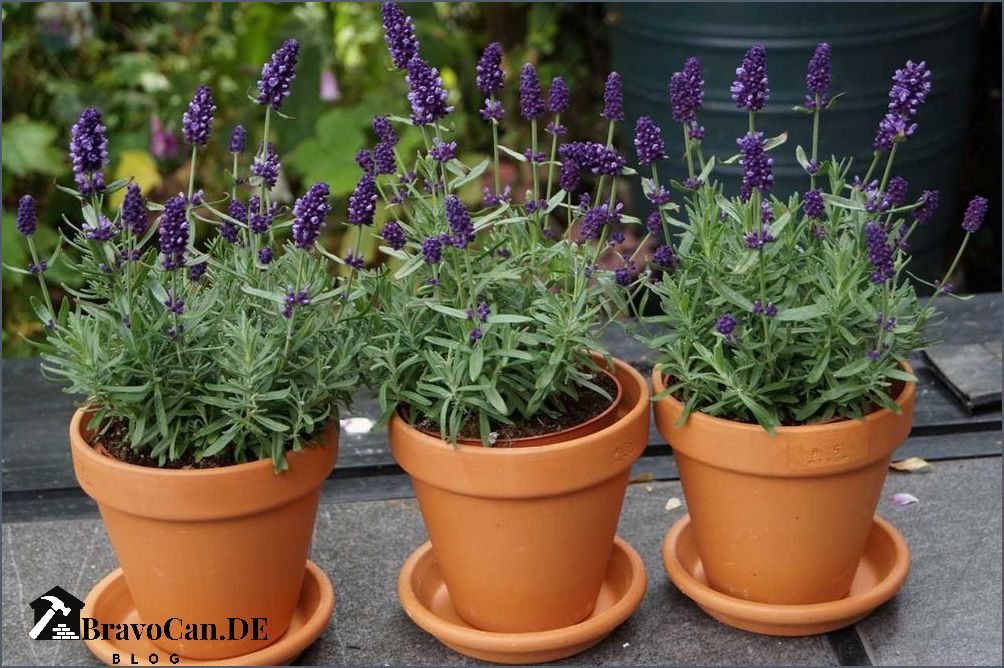 Lavendel Pflege auf dem Balkon Tipps und Tricks