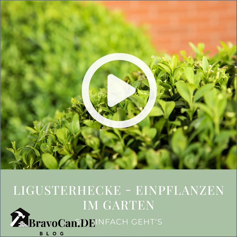 Liguster schneiden im Herbst Tipps und Anleitung
