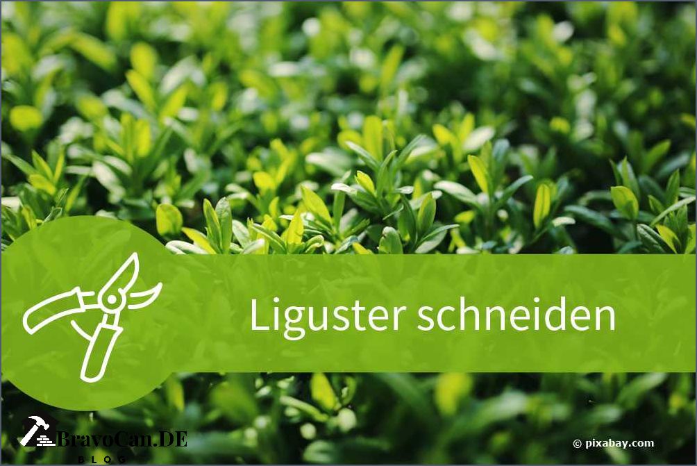 Liguster schneiden im Herbst Tipps und Anleitung