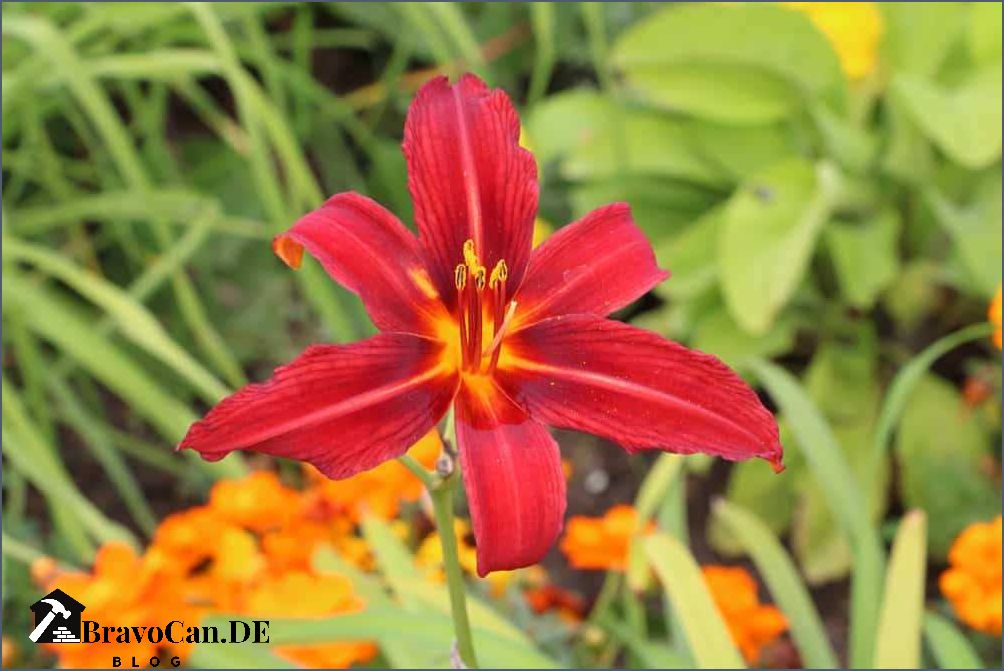 Lilien im Kübel pflanzen Tipps und Anleitung für eine erfolgreiche Blüte