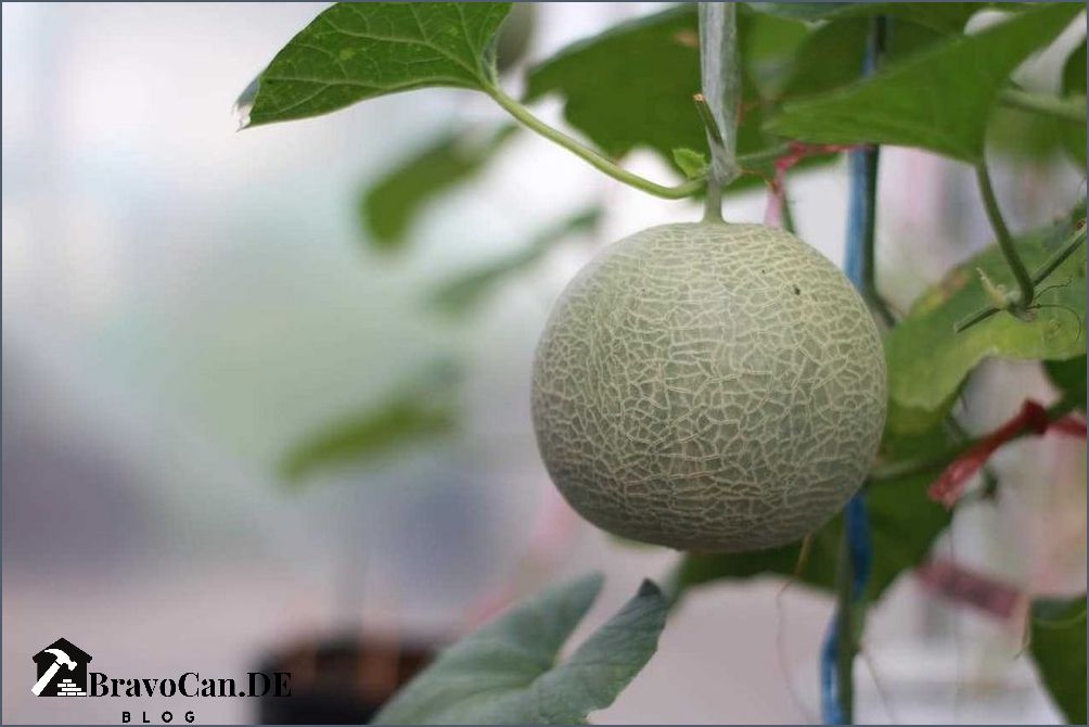 Melone im Garten Tipps für den Anbau und die Pflege Melone im Garten Tipps für den Anbau und die Pflege