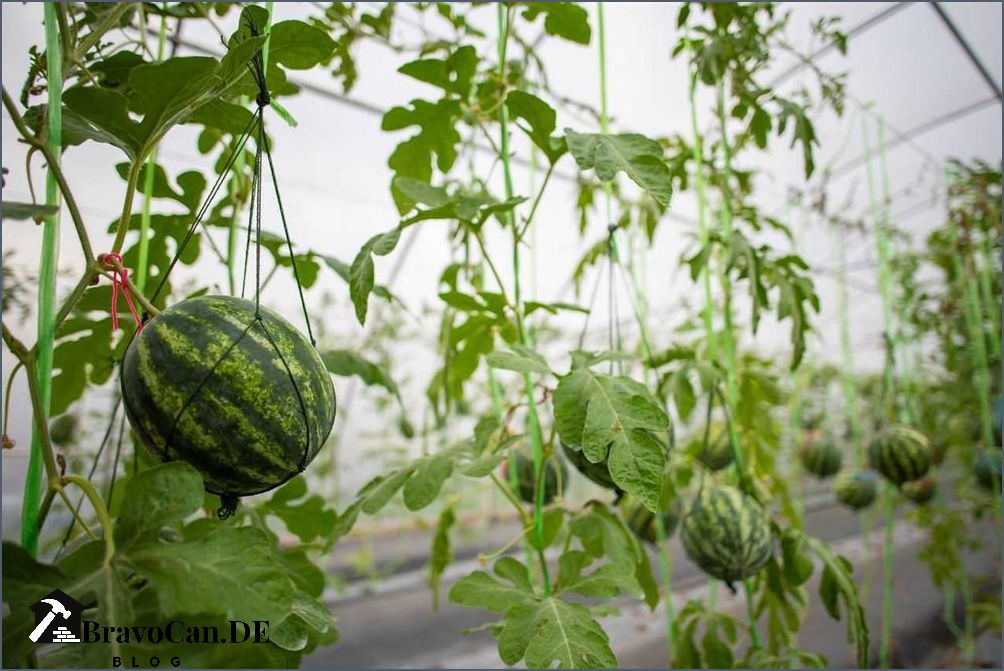 Melone im Garten Tipps für den Anbau und die Pflege Melone im Garten Tipps für den Anbau und die Pflege