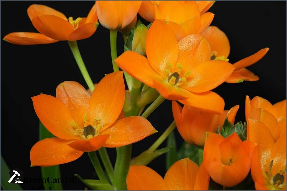 Milchstern orange verblüht - Tipps zur Pflege und Vermehrung Milchstern orange verblüht - Tipps zur Pflege und Vermehrung