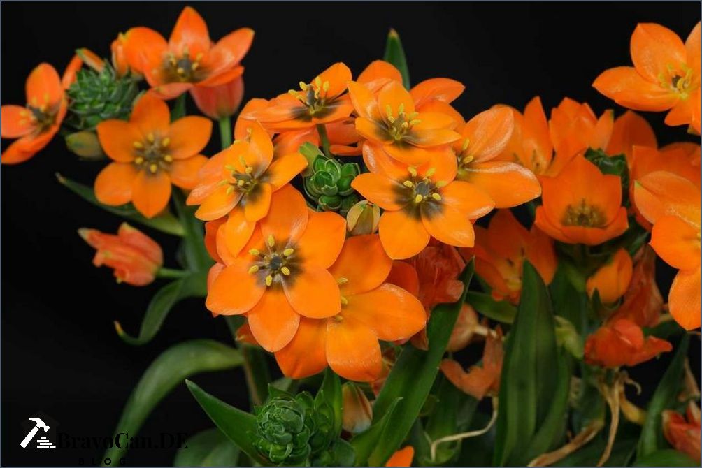 Milchstern orange verblüht - Tipps zur Pflege und Vermehrung Milchstern orange verblüht - Tipps zur Pflege und Vermehrung