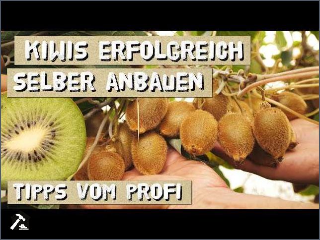 Mini Kiwi pflanzen Tipps und Anleitungen für den erfolgreichen Anbau