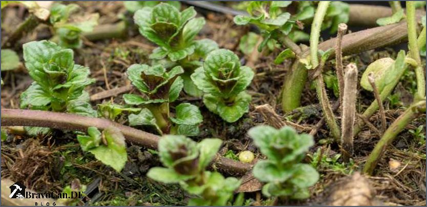 Minze Blüten abschneiden Tipps und Tricks für die richtige Pflege
