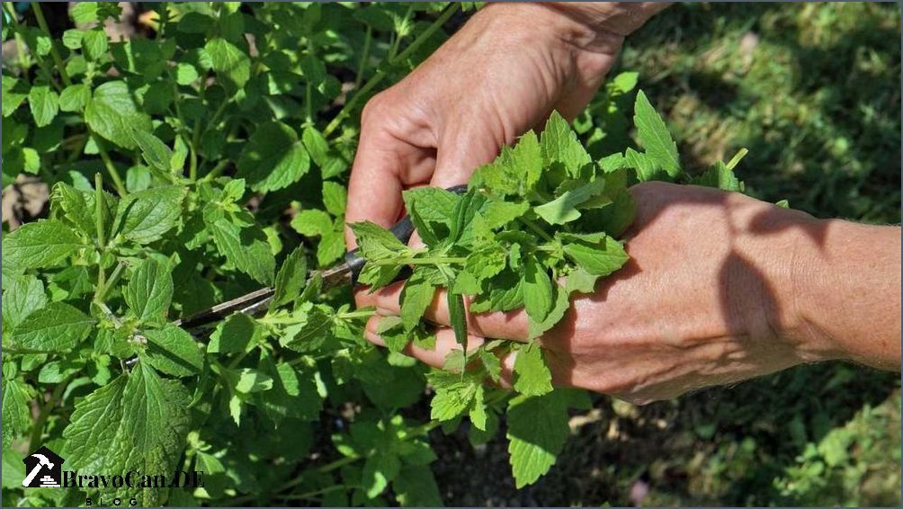 Minze Blüten abschneiden Tipps und Tricks für die richtige Pflege