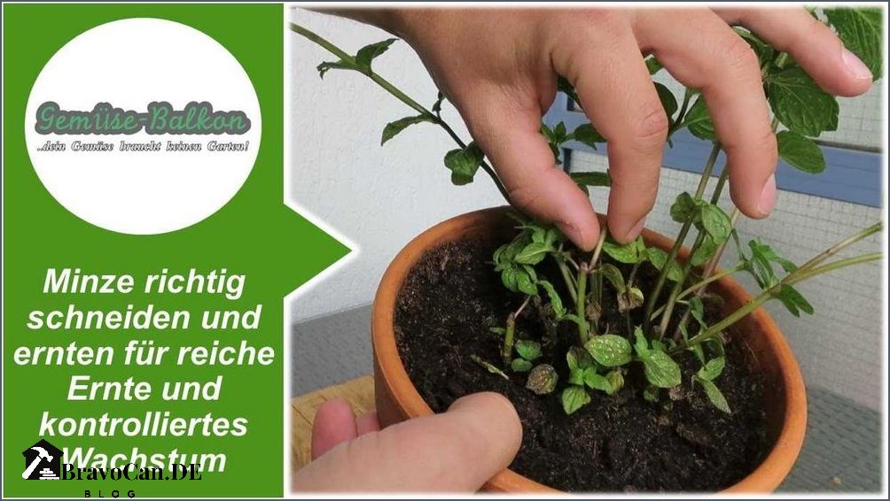 Minze Blüten abschneiden Tipps und Tricks für die richtige Pflege