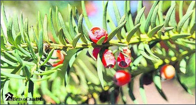 Nadelbaum mit roten Beeren Eine farbenprächtige Ergänzung für den Garten