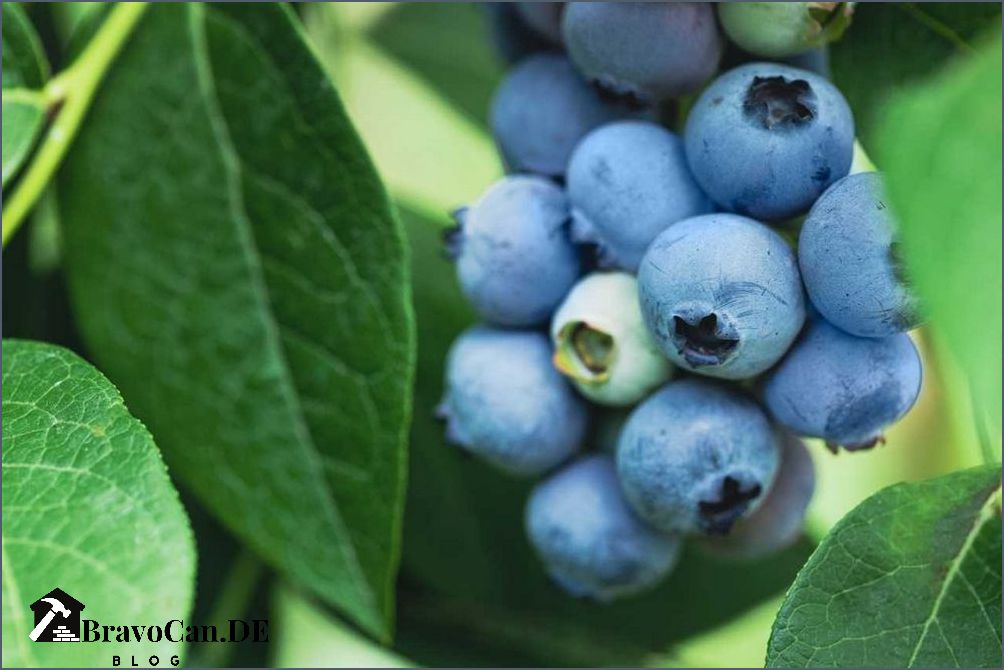 Nadelbaum mit roten Beeren Eine farbenprächtige Ergänzung für den Garten