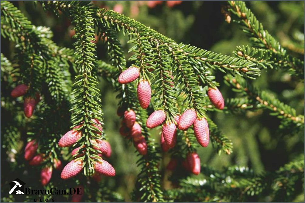 Nadelbaum mit roten Beeren Eine farbenprächtige Ergänzung für den Garten