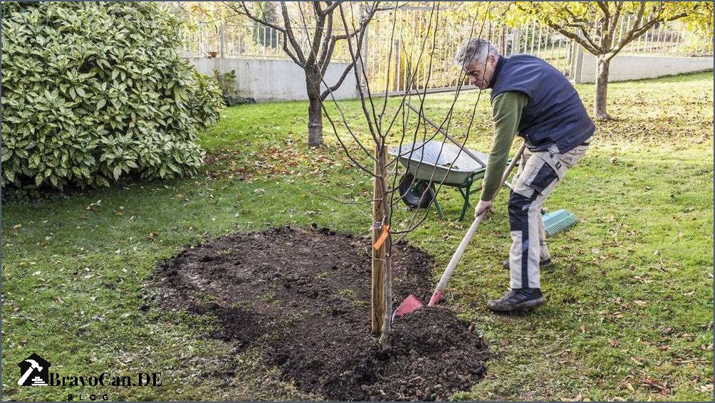 Obstbäume pflanzen Die beste Jahreszeit für den Anbau Obstbäume pflanzen Die beste Jahreszeit für den Anbau