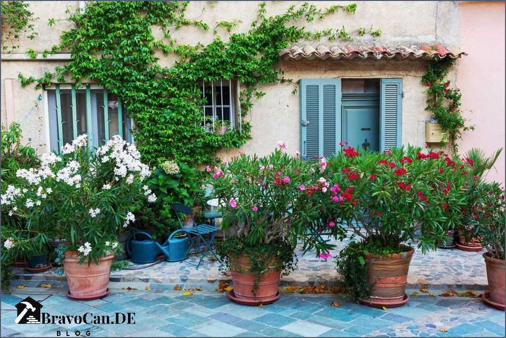 Oleander Pflege im Topf Tipps und Tricks für gesunde Pflanzen
