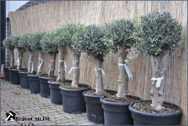 Olivenbaum überwintern Balkon Tipps und Tricks