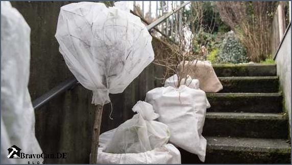 Olivenbaum überwintern Balkon Tipps und Tricks