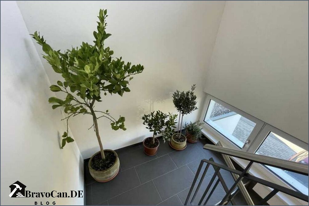 Olivenbaum überwintern Balkon Tipps und Tricks
