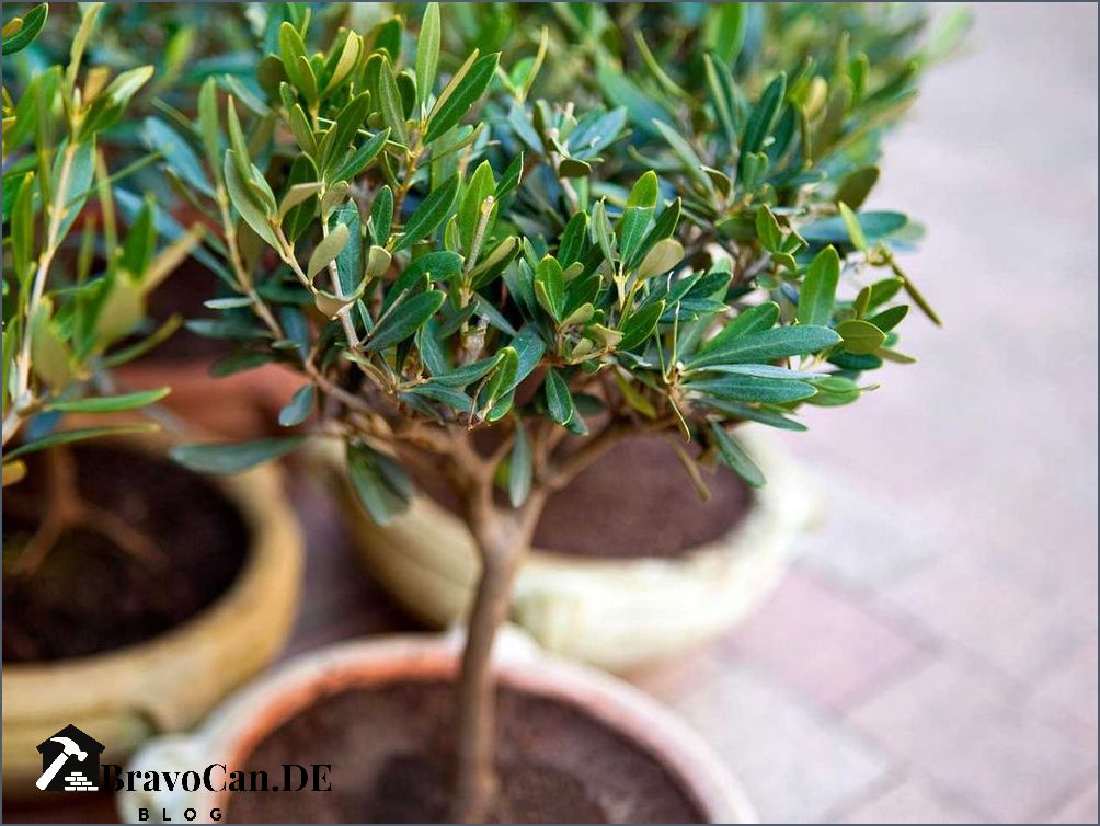 Olivenbaum überwintern Balkon Tipps und Tricks