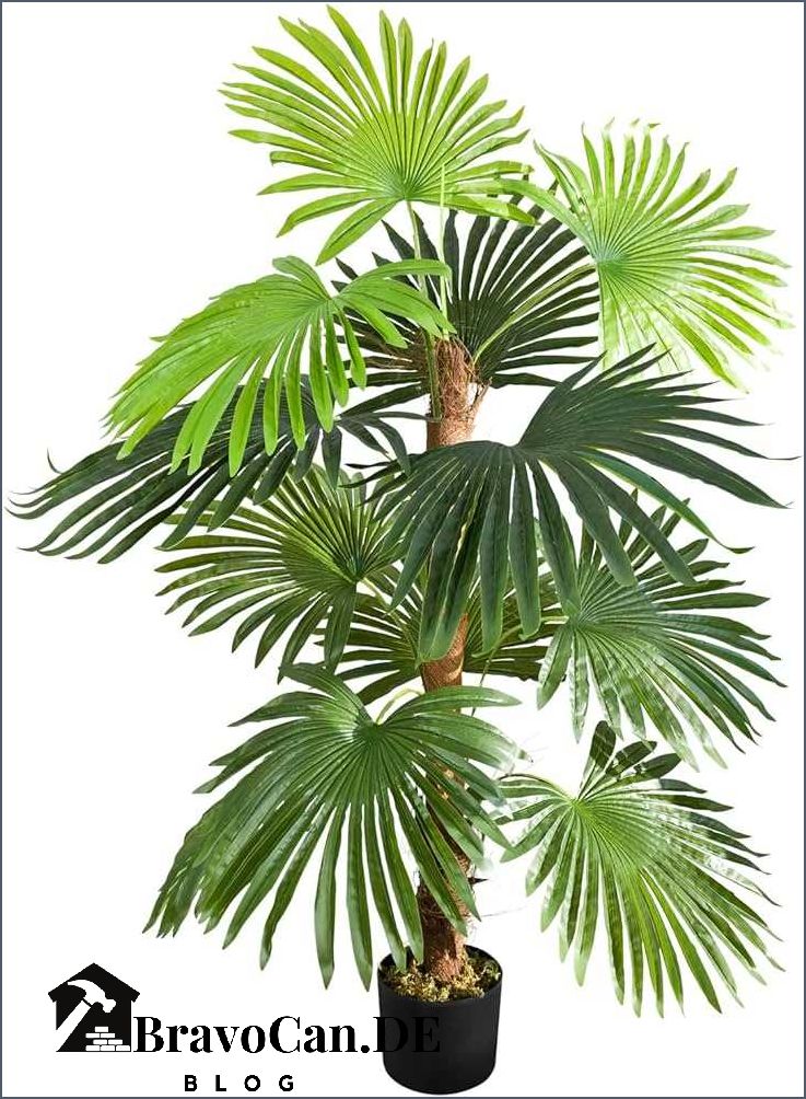 Palme für Balkon Wie Sie Ihren Balkon mit Pflanzen verschönern