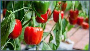 Paprika pflanzen blätter Tipps und Tricks für gesunde Pflanzen