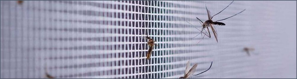 Fenster mit Insektenschutz Schutz vor lästigen Insekten