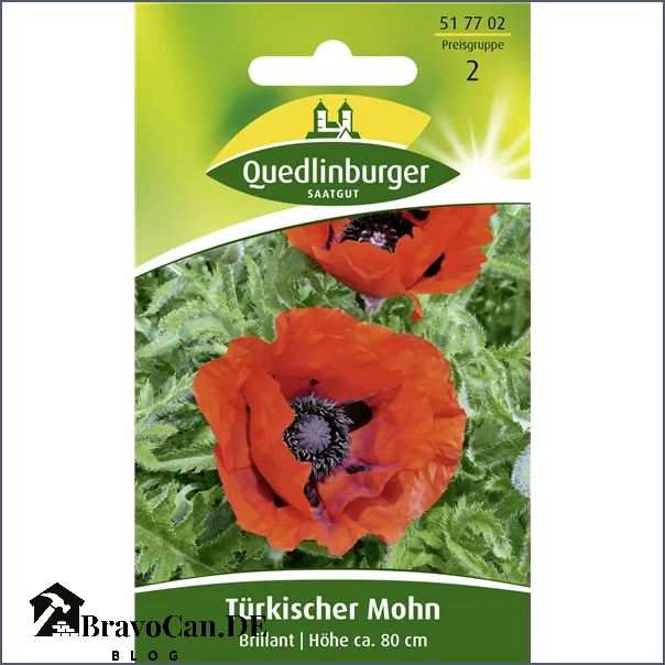 Mohn Im Topf Saen