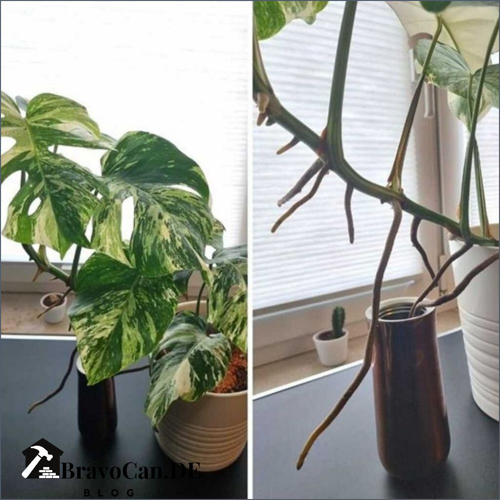 Monstera Luftwurzeln in Wasser Tipps für die Pflege und Vermehrung