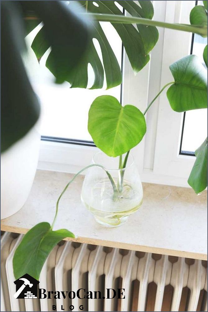 Monstera Luftwurzeln in Wasser Tipps für die Pflege und Vermehrung