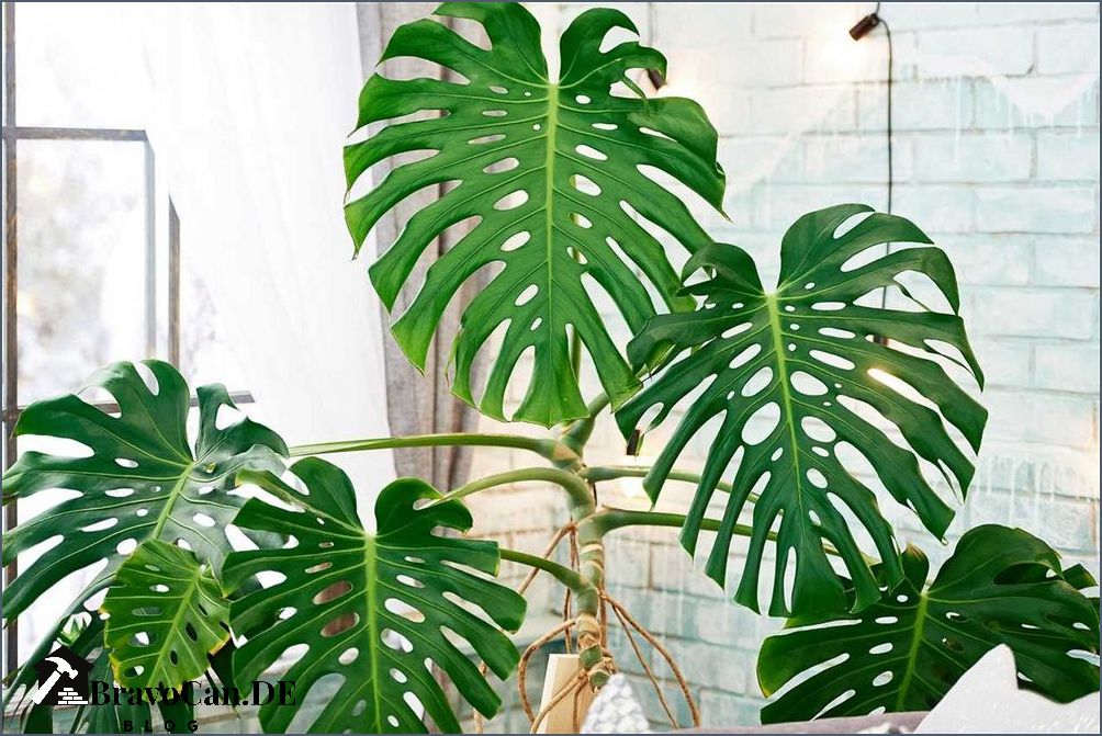 Monstera Wie man Blätter schneidet und pflegt