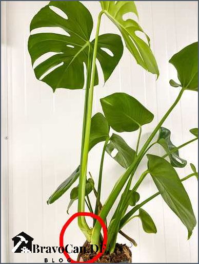 Monstera Wie man Blätter schneidet und pflegt