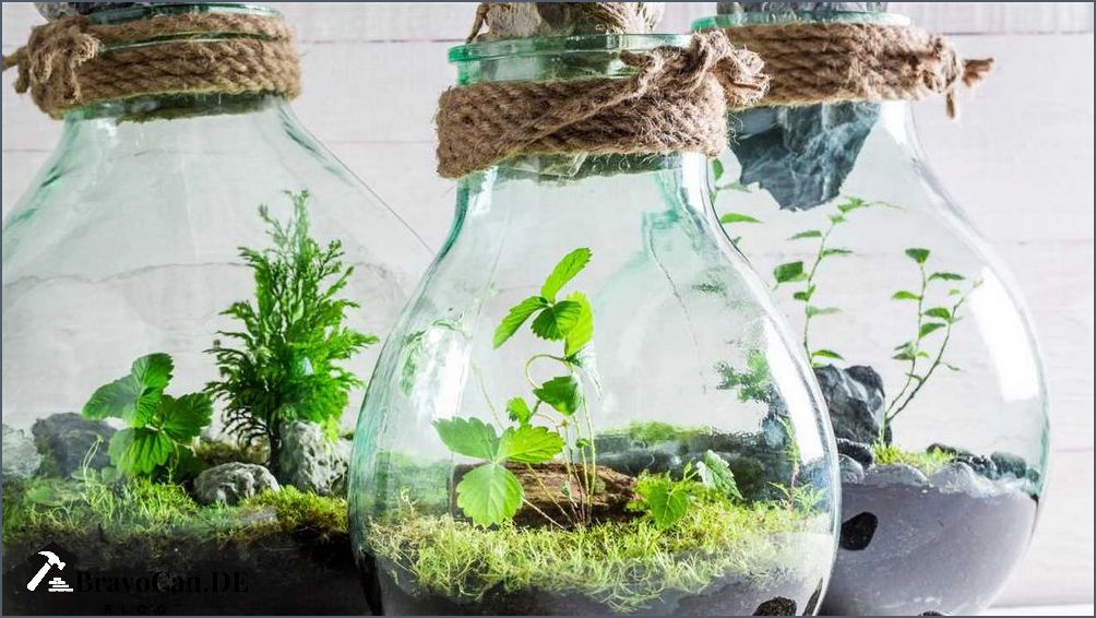 Ökosystem im Glas Wie man ein eigenes Mini-Ökosystem erschafft