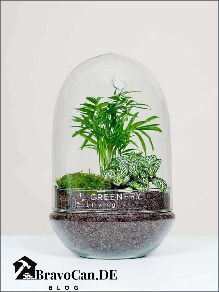 Ökosystem im Glas Wie man ein eigenes Mini-Ökosystem erschafft