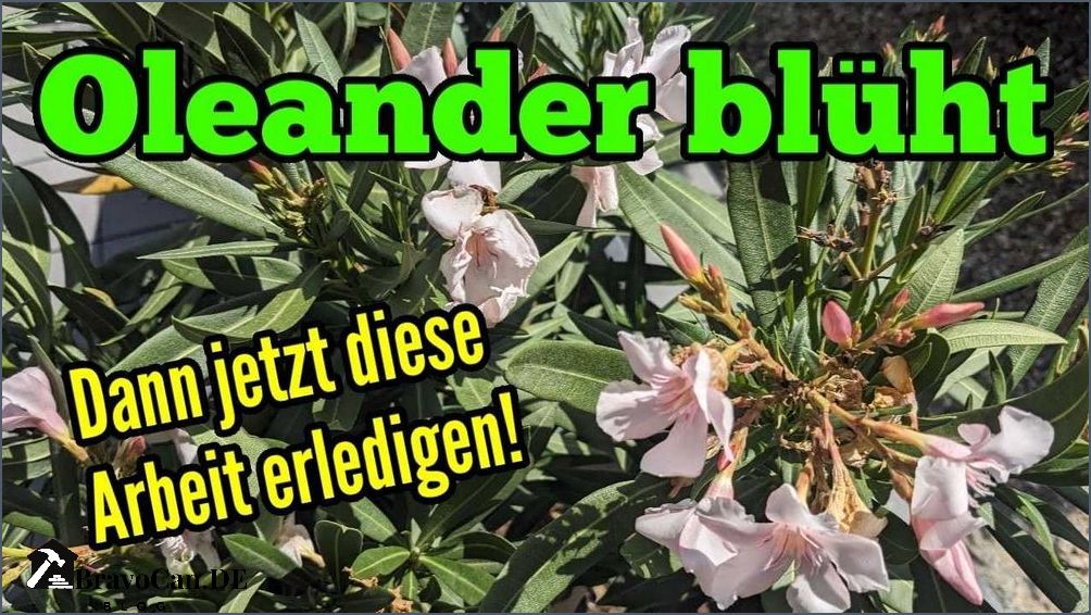 Oleander blüht nicht Gründe und Lösungen Oleander blüht nicht Gründe und Lösungen