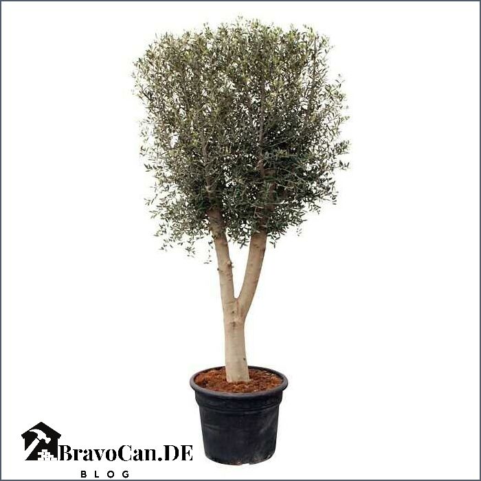 Olivenbaum Olea europaea Alles was Sie über den Olivenbaum wissen müssen Olivenbaum Olea europaea Alles was Sie über den Olivenbaum wissen müssen