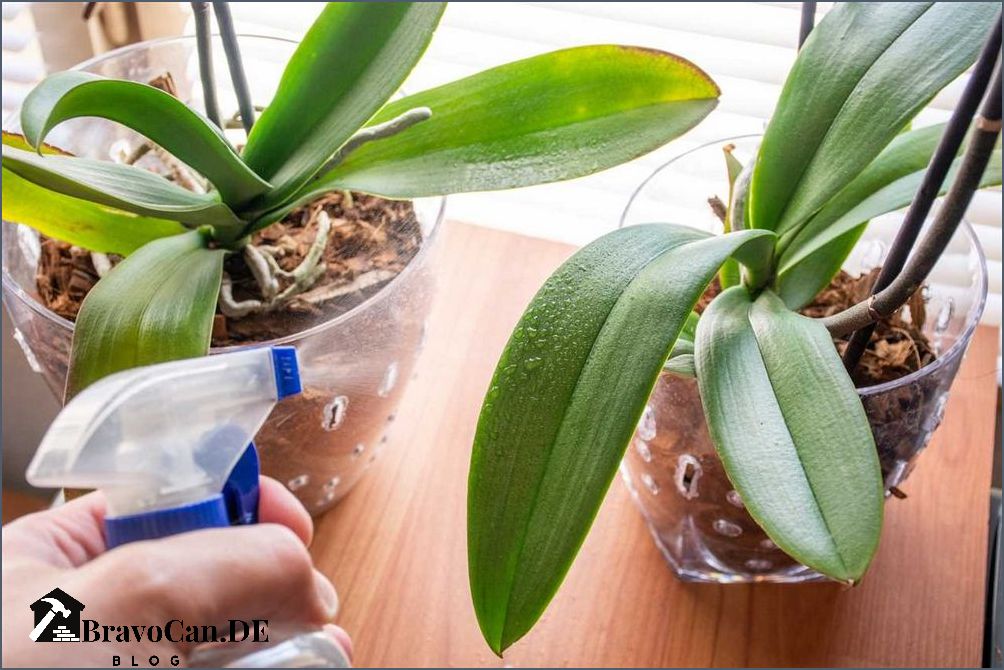 Orchidee in Wasser Pflege und Tipps für eine gesunde Pflanze Orchidee in Wasser Pflege und Tipps für eine gesunde Pflanze