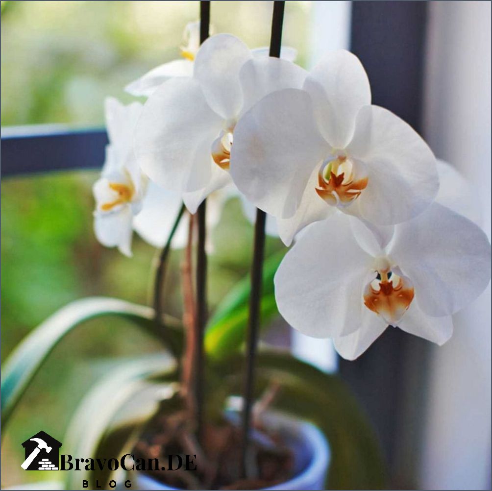 Orchideen im Topf Tipps für die Pflege und Gestaltung