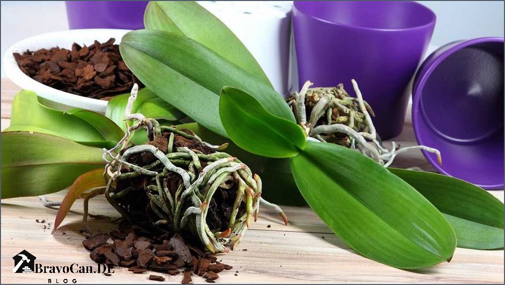 Orchideen im Topf Tipps für die Pflege und Gestaltung